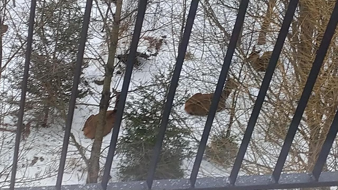 Apartman Ostry Vrsok V Starom Smokovci Lejlighed Vysoké Tatry Eksteriør billede