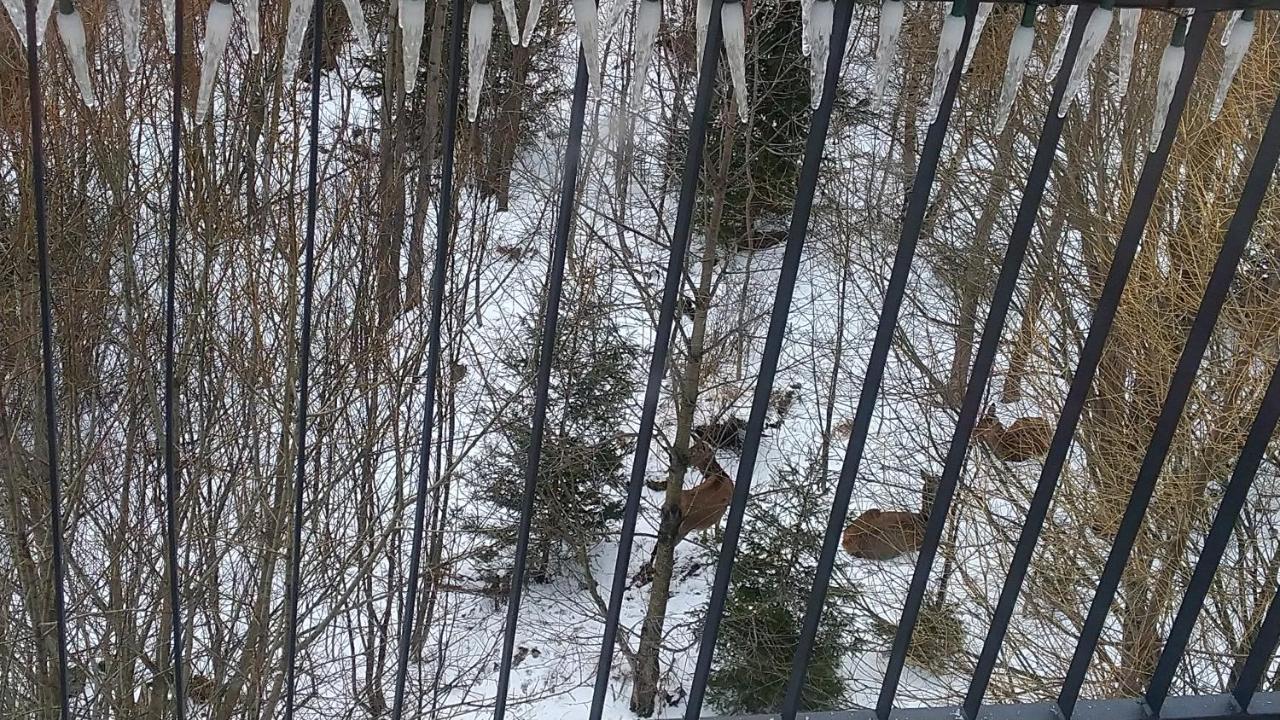 Apartman Ostry Vrsok V Starom Smokovci Lejlighed Vysoké Tatry Eksteriør billede